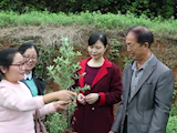 湖南应用技术学院：科技特派员下田 促艾叶根深叶茂