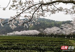 赏樱花，嗅春茶，我们一起云游真正的365bet在线娱乐_爱享365_365提款不到账的吗