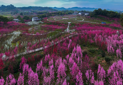 万亩桃林：桃花灼灼风情，瞬间穿越千年